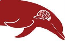 Dolphin Brain