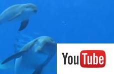 dolphin birth