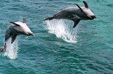 Dolphins Jump