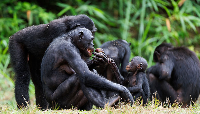 Bonobos