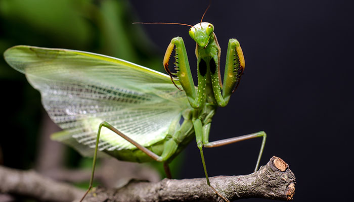 Mantis