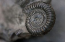 Close up of a fossilised shell