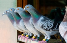 Four homing pigeons with rings on their legs standing in a row in their wooden home loft