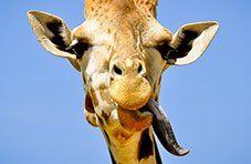 Giraffe