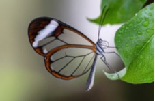 A Glasswing butterfly sitting on a leaf