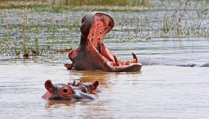 Happy Hippo