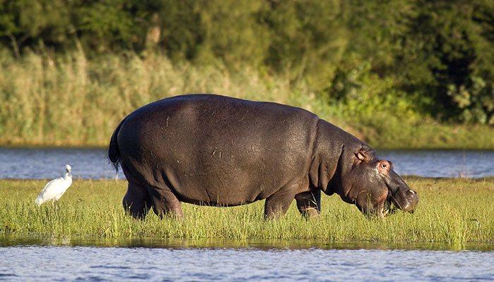 Happy Hippo