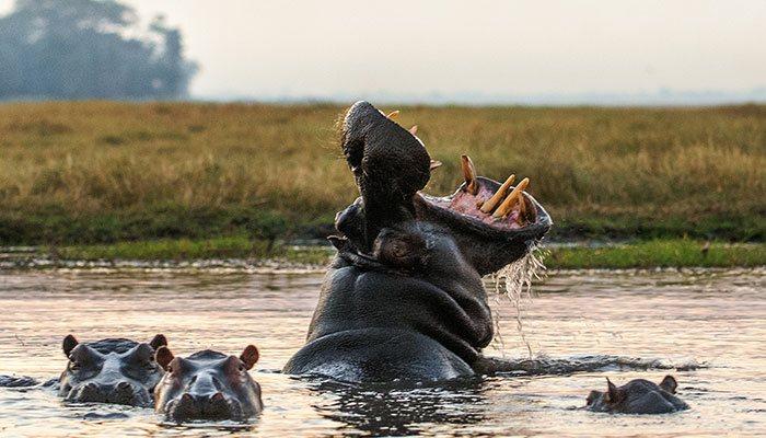 Happy Hippo