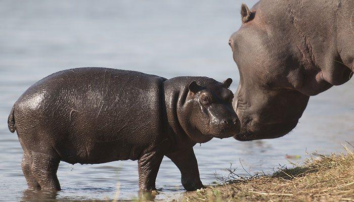 Happy Hippo