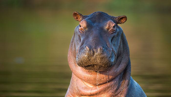 Happy Hippo