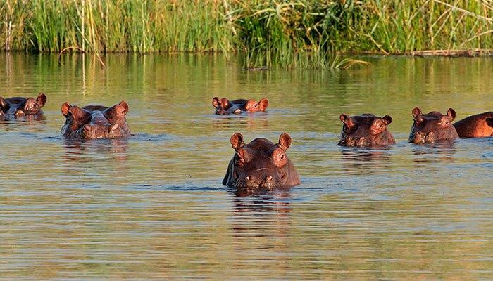 Happy Hippo