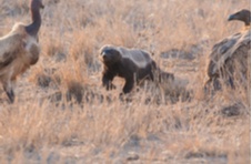 A photo of a honey badger surrounded by vultures in the Kruger National Park, South Africa