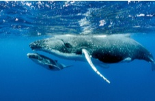 Humpback whales swimming