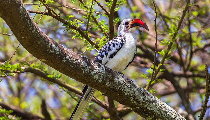 Hornbill