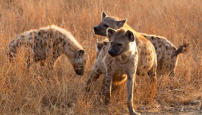 Hyena