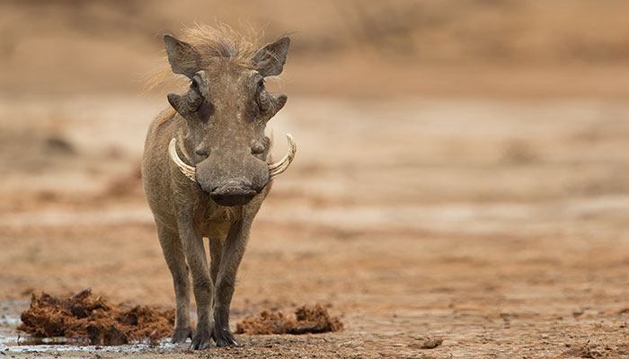 Warthog