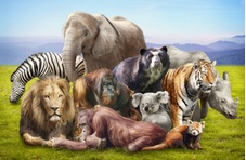 Wild animals that feature on Springbok slot games - lion, tiger, panda, rhino