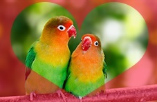 Lovebirds