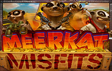 Meerkat Misfits