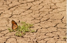 A monarch butterfly sitting on a succulent surrounded by parched land