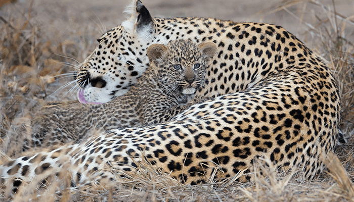 Mother Leopard