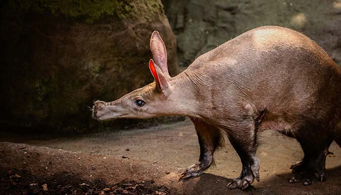 Aardvark