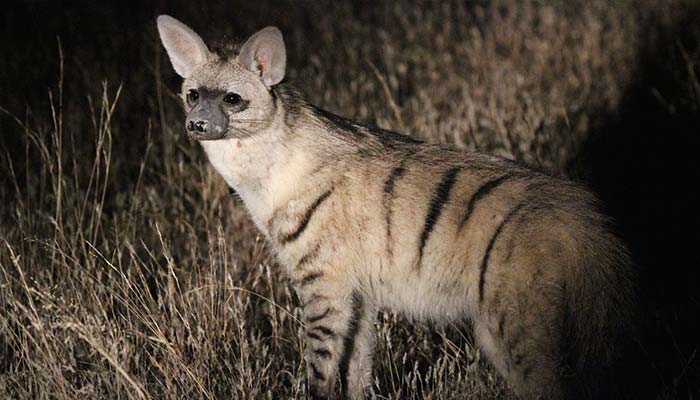 Aardwolf