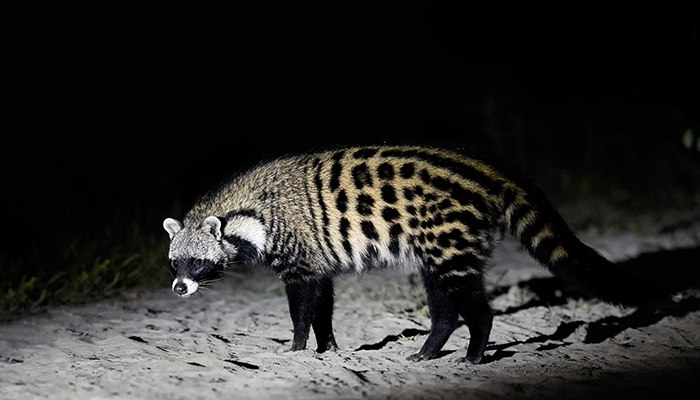 Civet