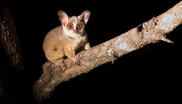 Bushbaby