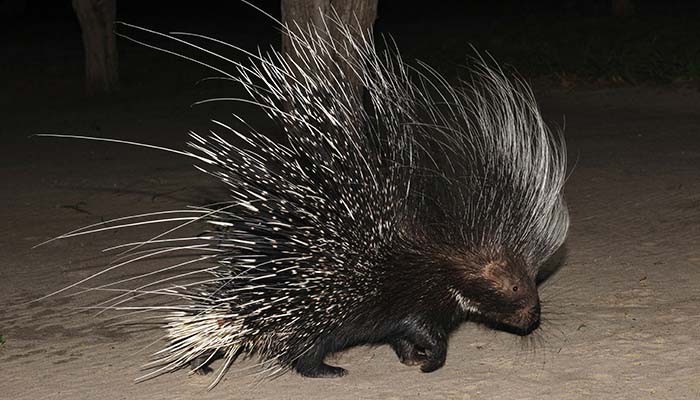 Cape Porcupine