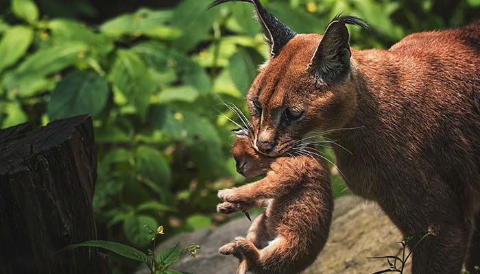 Caracal