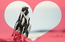 Penguins in Love