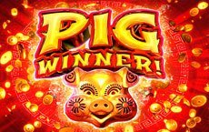 Pig Winner