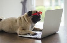 A photographic image of a pug breed dog wearing red glasses lying in front of an open laptop computer