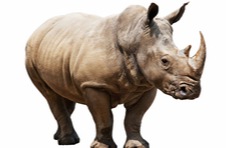 An image of a rhino isolated on a white background