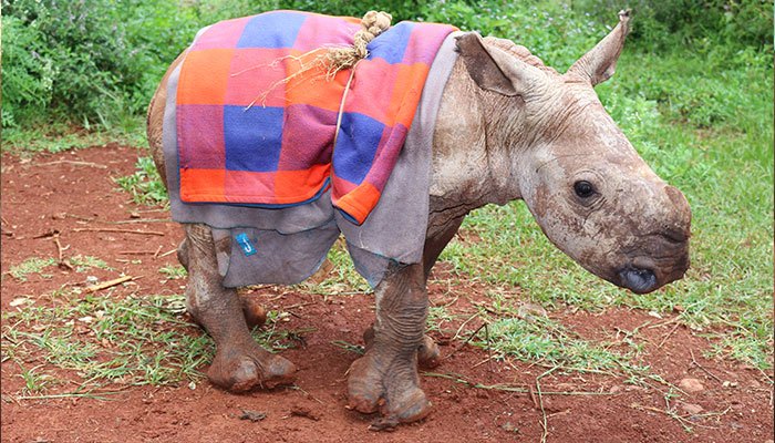 Rhino Orphanage
