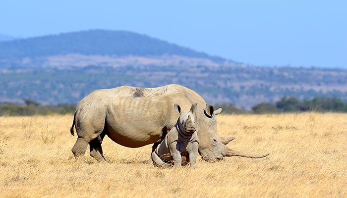 Rhino Population