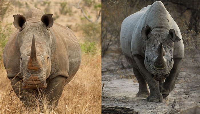 Black and White Rhinos