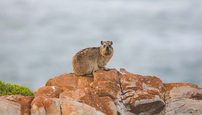 Rock Hyraxes Climb