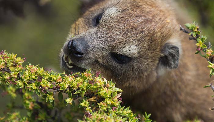 Rock Hyraxes Eating