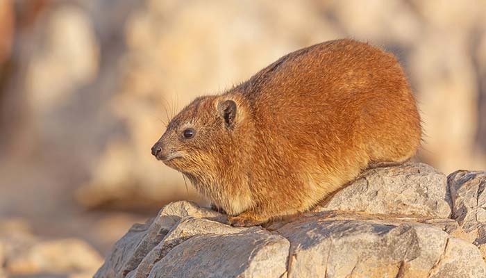 Rock Hyraxes Relax