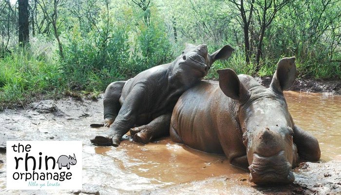 The Rhino Orphanage