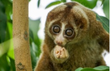 A slow loris licking its wrist sitting in a tropical tree surrounded by green leaves