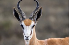 a springbok in nature