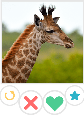 Giraffe Tinder Provile