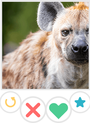 Hyena Tinder Provile