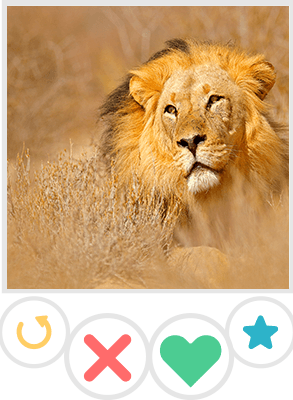 Lion Tinder Provile