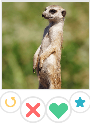 Meerkat Tinder Provile