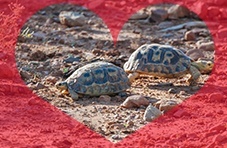 Tortoise in Love