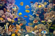 An underwater scene featuring coral and different coloured tropical fish